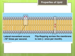 Figure 7.6
Lateral movement occurs
107 times per second.
Flip-flopping across the membrane
is rare ( once per month).
Properties of Lipid
 