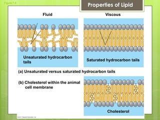 Figure 7.8
Fluid
Unsaturated hydrocarbon
tails
Viscous
Saturated hydrocarbon tails
(a) Unsaturated versus saturated hydrocarbon tails
(b) Cholesterol within the animal
cell membrane
Cholesterol
Properties of Lipid
 