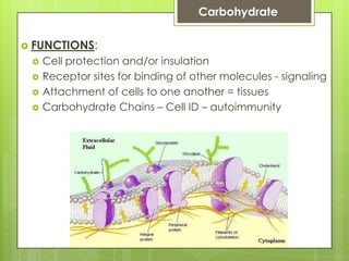  FUNCTIONS:
 Cell protection and/or insulation
 Receptor sites for binding of other molecules - signaling
 Attachment of cells to one another = tissues
 Carbohydrate Chains – Cell ID – autoimmunity
Carbohydrate
 