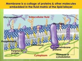 Membrane is a collage of proteins & other molecules
embedded in the fluid matrix of the lipid bilayer
Extracellular fluid
Cholesterol
Cytoplasm
Glycolipid
Transmembrane
proteins
Filaments of
cytoskeleton
Peripheral
protein
Glycoprotein
Phospholipids
 