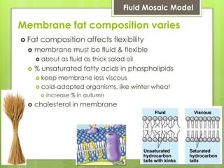 Membrane fat composition varies
 Fat composition affects flexibility
 membrane must be fluid & flexible
 about as fluid as thick salad oil
 % unsaturated fatty acids in phospholipids
 keep membrane less viscous
 cold-adapted organisms, like winter wheat
 increase % in autumn
 cholesterol in membrane
Fluid Mosaic Model
 