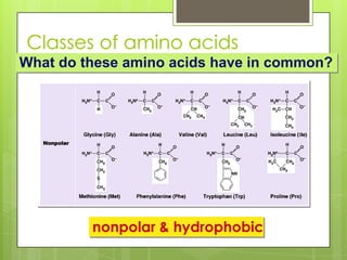 Classes of amino acids
What do these amino acids have in common?
nonpolar & hydrophobic
 