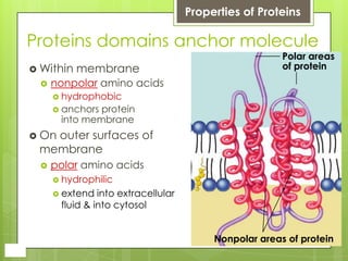 Proteins domains anchor molecule
 Within membrane
 nonpolar amino acids
 hydrophobic
 anchors protein
into membrane
 On outer surfaces of
membrane
 polar amino acids
 hydrophilic
 extend into extracellular
fluid & into cytosol
Polar areas
of protein
Nonpolar areas of protein
Properties of Proteins
 