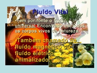 Fluído Vital
Fluído VitalFluído Vital
•Tem por fonte oTem por fonte o fluídofluído
universaluniversal.Encontrado em todos.Encontrado em todos
os corpos vivos da natureza.os corpos vivos da natureza.
•Também chamado deTambém chamado de
fluído magnético oufluído magnético ou
fluído elétricofluído elétrico
animalizado.animalizado.
 