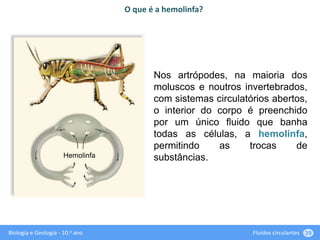 Biologia e Geologia - 10.o ano Fluidos circulantes 39
Nos artrópodes, na maioria dos
moluscos e noutros invertebrados,
com sistemas circulatórios abertos,
o interior do corpo é preenchido
por um único fluido que banha
todas as células, a hemolinfa,
permitindo as trocas de
substâncias.
O que é a hemolinfa?
Hemolinfa
 