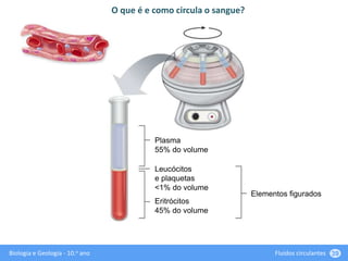 Biologia e Geologia - 10.o ano Fluidos circulantes 39
O que é e como circula o sangue?
Plasma
55% do volume
Elementos figurados
Leucócitos
e plaquetas
<1% do volume
Eritrócitos
45% do volume
 