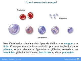 Biologia e Geologia - 10.o ano Fluidos circulantes 39
Nos Vertebrados circulam dois tipos de fluidos – o sangue e a
linfa. O sangue é um tecido constituído por uma fração líquida, o
plasma, e por elementos figurados – glóbulos vermelhos ou
hemácias, glóbulos brancos ou leucócitos e, ainda, plaquetas.
O que é e como circula o sangue?
Plaquetas
Eritrócitos
Leucócitos
 