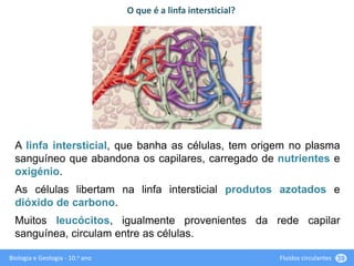Biologia e Geologia - 10.o ano Fluidos circulantes 39
A linfa intersticial, que banha as células, tem origem no plasma
sanguíneo que abandona os capilares, carregado de nutrientes e
oxigénio.
As células libertam na linfa intersticial produtos azotados e
dióxido de carbono.
Muitos leucócitos, igualmente provenientes da rede capilar
sanguínea, circulam entre as células.
O que é a linfa intersticial?
 