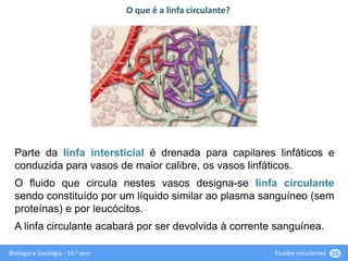 Biologia e Geologia - 10.o ano Fluidos circulantes 39
Parte da linfa intersticial é drenada para capilares linfáticos e
conduzida para vasos de maior calibre, os vasos linfáticos.
O fluido que circula nestes vasos designa-se linfa circulante
sendo constituído por um líquido similar ao plasma sanguíneo (sem
proteínas) e por leucócitos.
A linfa circulante acabará por ser devolvida à corrente sanguínea.
O que é a linfa circulante?
 