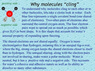 positive side
                       Why molecules “cling”
 H         H    To understand why molecules cling to each other or to
     O          other molecules, lets take a closer look at water. Each
                blue line represents a single covalent bond (one shared
                pair of electrons). Two other pairs of electrons also
negative side surround the central oxygen atom. The four electron
                pairs want to spread out as much as possible, which
 gives H2O its bent shape. It is this shape that account for water’s
 unusual property of expanding upon freezing.
 The shared electrons are not shared equally. Oxygen is more
 electronegative than hydrogen, meaning this is an unequal tug-o-war,
 where the big, strong oxygen keeps the shared electrons closer to itself
 than to hydrogen. The unequal sharing, along with the electron pairs
 not involved in sharing, make water a polar molecule. Water is
 neutral, but it has a positive side and a negative side. This accounts
 for water’s cohesive and adhesive nature as well as its ability to
 dissolve so many other substances.
 