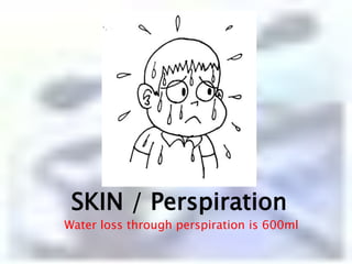 SKIN / PerspirationWater loss through perspiration is 600ml 