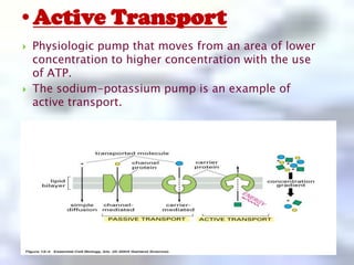 Excessive intake of water