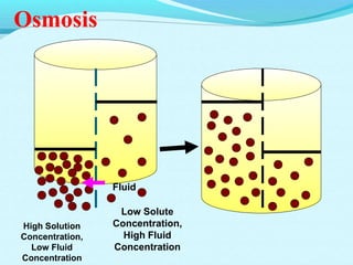 Osmosis
Fluid
High Solution
Concentration,
Low Fluid
Concentration
Low Solute
Concentration,
High Fluid
Concentration
 