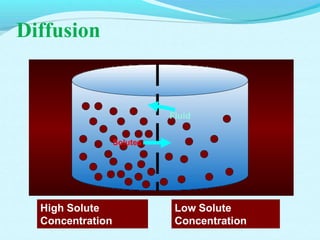 Diffusion
High Solute
Concentration
Low Solute
Concentration
Fluid
Solutes
 