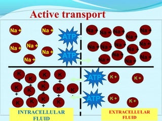 Active transport
K +K
+
K
+
K
K
+
K
+
K
+
K
+
++ ++ ++
K
+
K
+
K
K
+
K
+
K
K +
K +
K +ATP
ATP
ATP
ATP Na +
Na +
Na +
Na +
Na +
+
Na +
Na + Na + Na +
Na
Na +
Na + Na + Na + Na +
Na +
Na +
Na +
Na +Na +
INTRACELLULAR
FLUID
EXTRACELLULAR
FLUID
 
