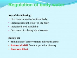 Regulation of body water
Any of the following:
• Decreased amount of water in body
• Increased amount of Na+ in the body
• Increased blood osmolality
• Decreased circulating blood volume
Results in:
• Stimulation of osmoreceptors in hypothalamus
• Release of ADH from the posterior pituitary
• Increased thirst
 