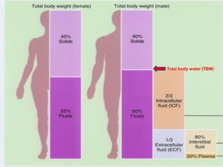 5
Total body water (TBW)
 