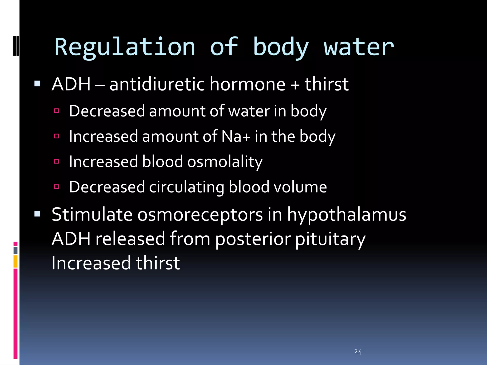 Regulation of body waterADH – antidiuretic hormone + thirstDecreased amount of water in bodyIncreased amount of Na+ in the bodyIncreased blood osmolalityDecreased circulating blood volumeStimulate osmoreceptors in hypothalamusADH released from posterior pituitaryIncreased thirst24