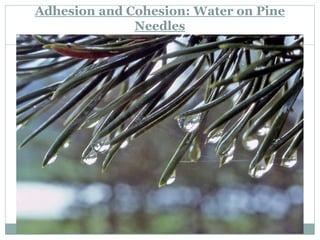Adhesion and Cohesion: Water on Pine
Needles
 