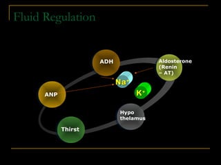 Fluid Regulation
ANP
ADH Aldosterone
(Renin
– AT)
Hypo
thelamus
Thirst
KK++
NaNa++
 