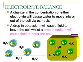 ELECTROLYTE BALANCE
 A change in the concentration of either
electrolyte will cause water to move into or
out of the cell via osmosis
 A drop in potassium will cause fluid to
leave the cell whilst a drop in sodium will
cause fluid to enter the cell
KK++
H2O
H2O
H2O
H2O
H2O
H2O
H2O H2O
KK++
KK++
KK++
NaNa++
NaNa++
NaNa++
NaNa++
 