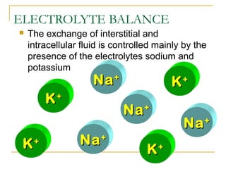 ELECTROLYTE BALANCE
 The exchange of interstitial and
intracellular fluid is controlled mainly by the
presence of the electrolytes sodium and
potassium
NaNa++
KK++
NaNa++
KK++
NaNa++
KK++
NaNa++
KK++
 