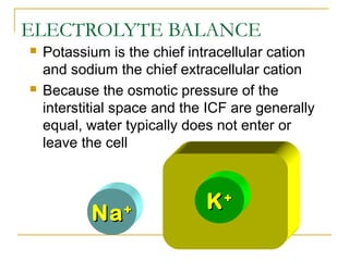 ELECTROLYTE BALANCE
 Potassium is the chief intracellular cation
and sodium the chief extracellular cation
 Because the osmotic pressure of the
interstitial space and the ICF are generally
equal, water typically does not enter or
leave the cell
KK++
NaNa++
 