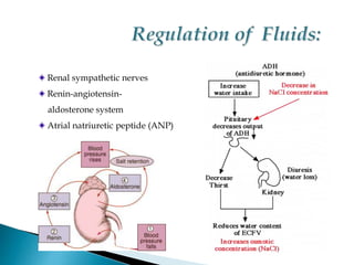 Renal sympathetic nerves
Renin-angiotensin-
aldosterone system
Atrial natriuretic peptide (ANP)
 