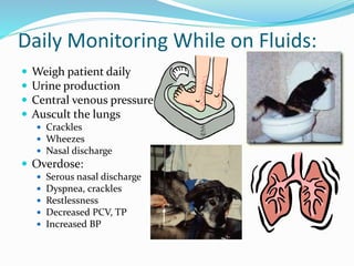 Daily Monitoring While on Fluids:
 Weigh patient daily
 Urine production
 Central venous pressure
 Auscult the lungs
 Crackles
 Wheezes
 Nasal discharge
 Overdose:
 Serous nasal discharge
 Dyspnea, crackles
 Restlessness
 Decreased PCV, TP
 Increased BP
 