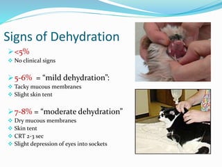 Signs of Dehydration
<5%
 No clinical signs
5-6% = “mild dehydration”:
 Tacky mucous membranes
 Slight skin tent
7-8% = “moderate dehydration”
 Dry mucous membranes
 Skin tent
 CRT 2-3 sec
 Slight depression of eyes into sockets
 