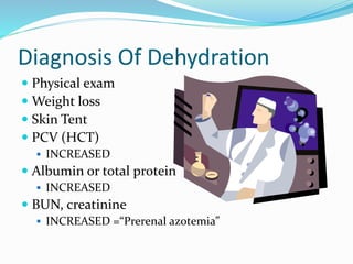 Diagnosis Of Dehydration
 Physical exam
 Weight loss
 Skin Tent
 PCV (HCT)
 INCREASED
 Albumin or total protein
 INCREASED
 BUN, creatinine
 INCREASED =“Prerenal azotemia”
 