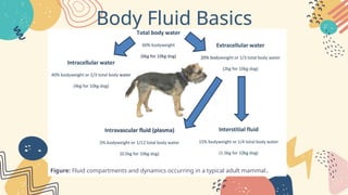 Fluid therapy in companion animals (Dog and cat).pptx