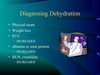Diagnosing Dehydration
• Physical exam
• Weight loss
• PCV
– INCREASED
• albumin or total protein
– INCREASED
• BUN, creatinine
– INCREASED
 