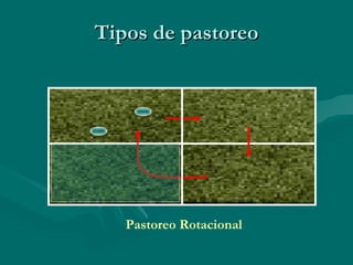 Tipos de pastoreo




   Pastoreo Rotacional
 