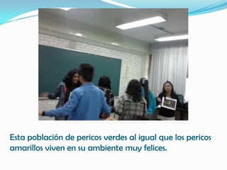 Esta población de pericos verdes al igual que los pericos
amarillos viven en su ambiente muy felices.
 