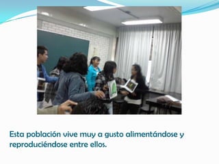 Esta población vive muy a gusto alimentándose y
reproduciéndose entre ellos.
 