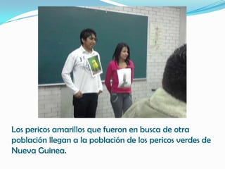 Los pericos amarillos que fueron en busca de otra
población llegan a la población de los pericos verdes de
Nueva Guinea.
 