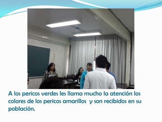 A los pericos verdes les llama mucho la atención los
colores de los pericos amarillos y son recibidos en su
población.
 