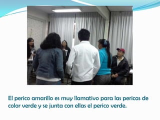 El perico amarillo es muy llamativo para las pericas de
color verde y se junta con ellas el perico verde.
 