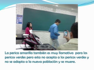 La perica amarilla también es muy llamativa para los
pericos verdes pero esta no acepta a los pericos verdes y
no se adapta a la nueva población y se muere.
 