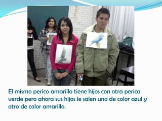 El mismo perico amarillo tiene hijos con otra perica
verde pero ahora sus hijos le salen uno de color azul y
otro de color amarillo.
 