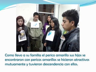 Como llevo a su familia el perico amarillo sus hijos se
encontraron con pericos amarillos se hicieron atractivos
mutuamente y tuvieron descendencia con ellos.
 