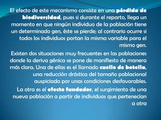 El efecto de este mecanismo consiste en una pérdida de
      biodiversidad, pues si durante el reparto, llega un
momento en que ningún individuo de la población tiene
un determinado gen, éste se pierde; al contrario ocurre si
    todos los individuos portan la misma variable para el
                                              mismo gen.
Existen dos situaciones muy frecuentes en las poblaciones
donde la deriva génica se pone de manifiesto de manera
más clara. Una de ellas es el llamado cuello de botella,
          una reducción drástica del tamaño poblacional
           auspiciada por unas condiciones desfavorables.
   La otra es el efecto fundador, el surgimiento de una
 nueva población a partir de individuos que pertenecían
                                                    a otra
 