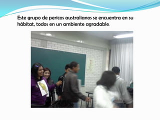 Este grupo de pericos australianos se encuentra en su
hábitat, todos en un ambiente agradable.
 