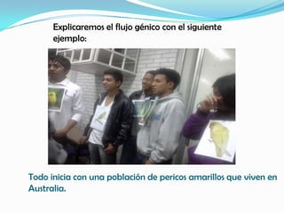 Explicaremos el flujo génico con el siguiente
      ejemplo:




Todo inicia con una población de pericos amarillos que viven en
Australia.
 