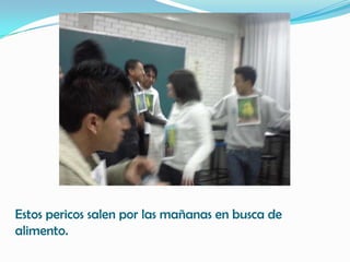 Estos pericos salen por las mañanas en busca de
alimento.
 