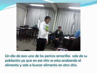 Un día de esos uno de los pericos amarillos sale de su
población ya que en ese sitio se esta acabando el
alimento y sale a buscar alimento en otro sitio.
 