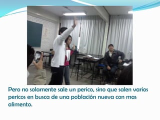 Pero no solamente sale un perico, sino que salen varios
pericos en busca de una población nueva con mas
alimento.
 