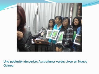 Una población de pericos Australianos verdes viven en Nueva
Guinea.
 