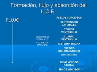 Circulación cerebral LCR | PPT